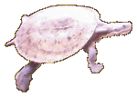 Nigel